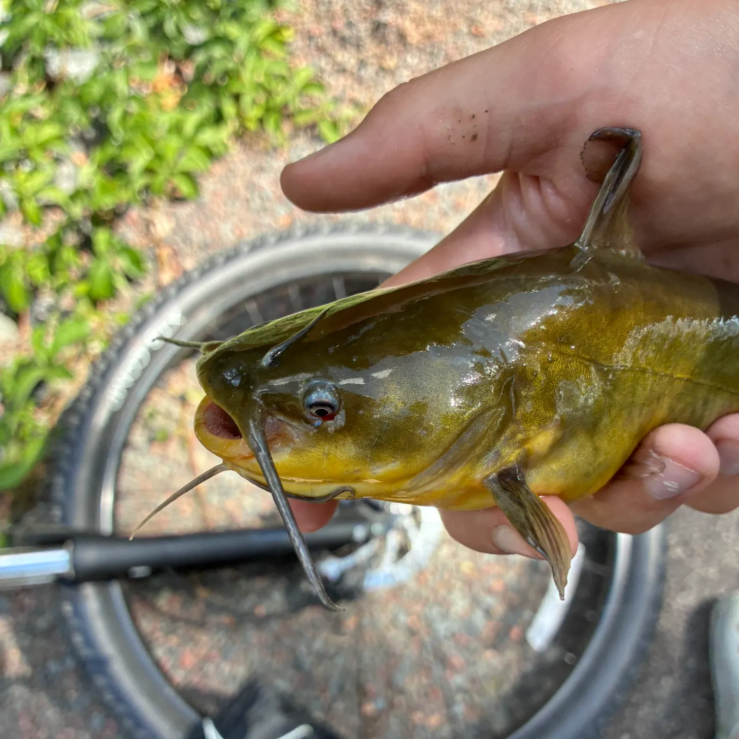 Fish caught on Fishbrain