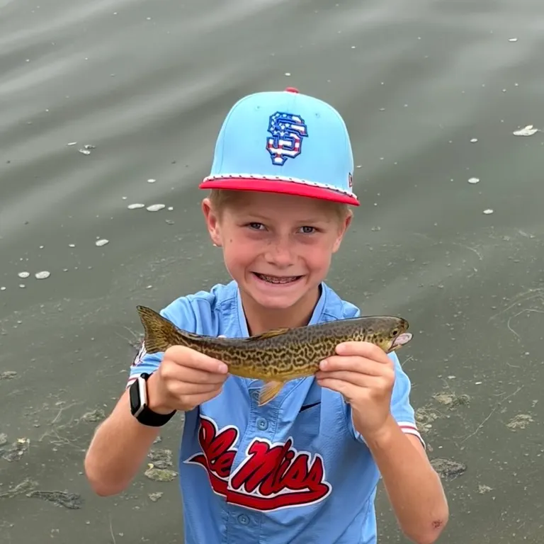 Tiger trout caught on Fishbrain