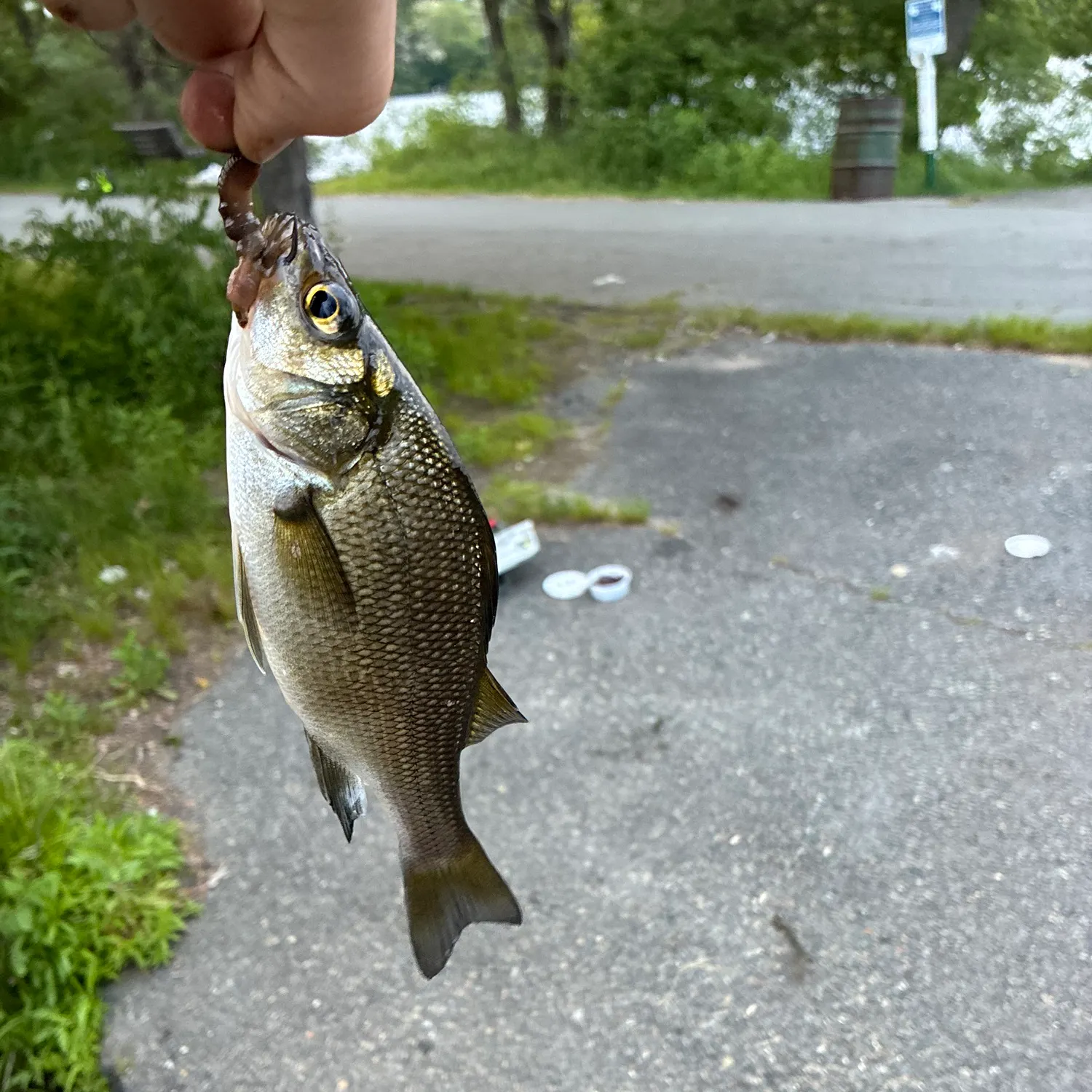 catch