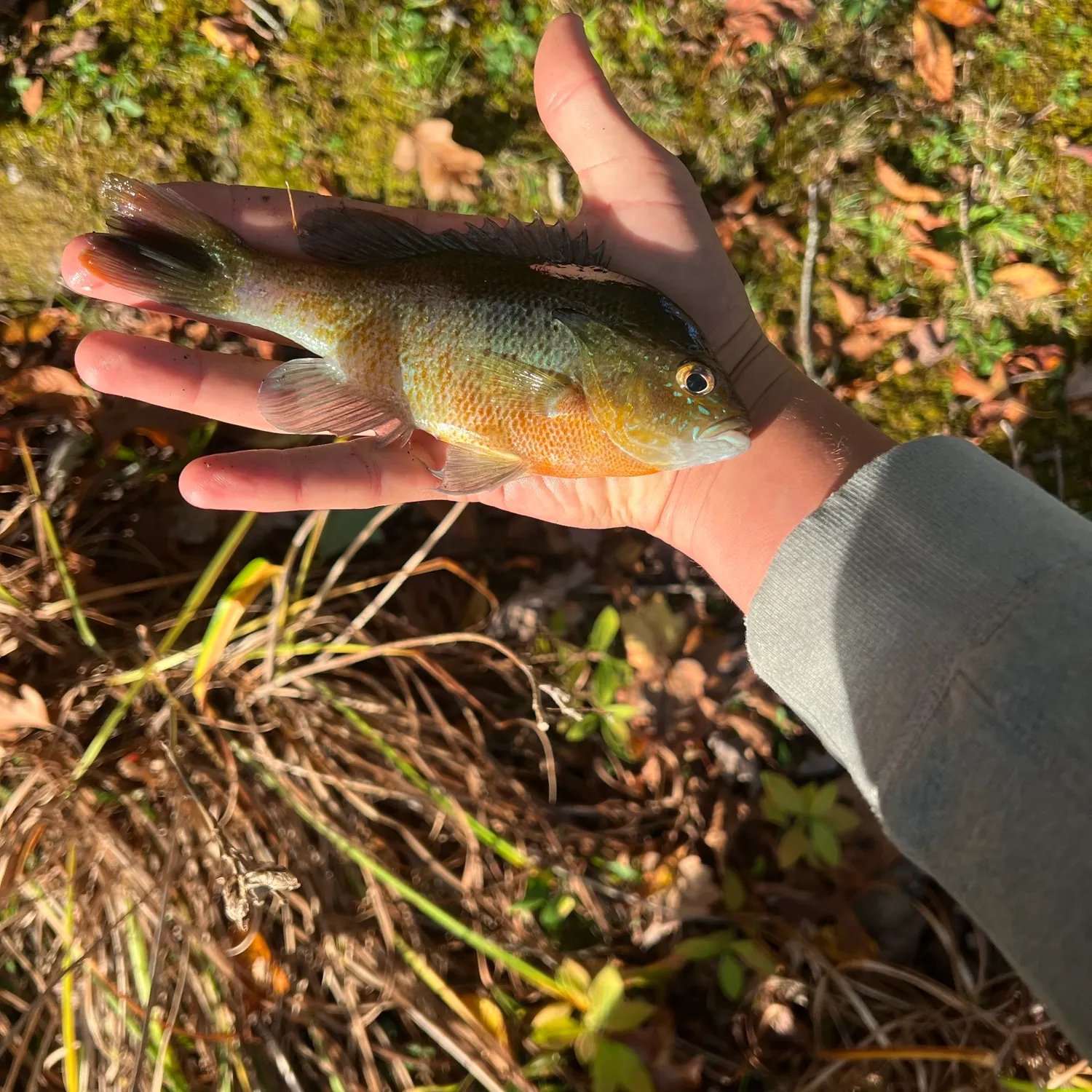 Redbreast sunfish caught on Fishbrain