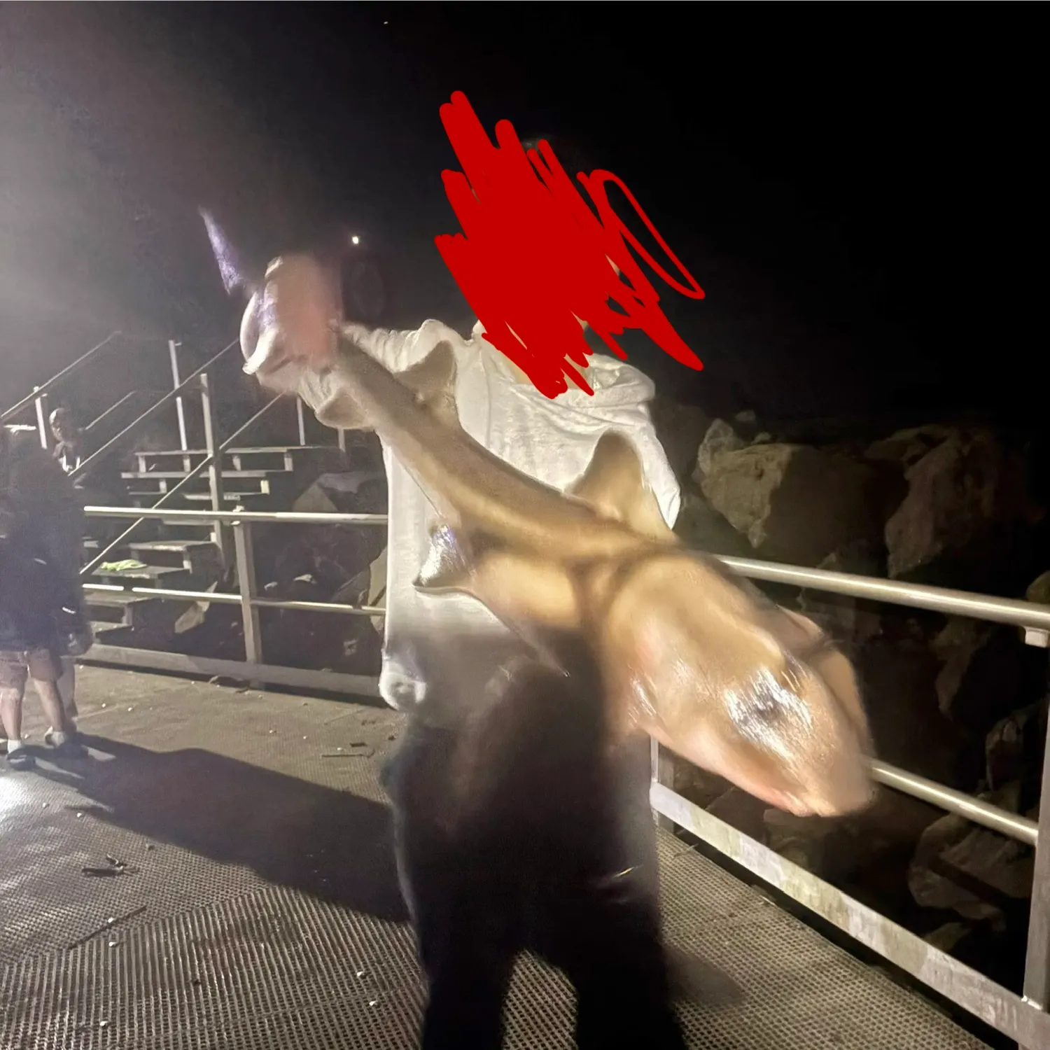 Port Jackson shark caught on Fishbrain