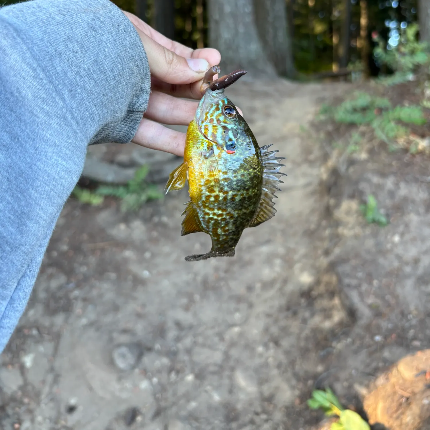 Pumpkinseed x green sunfish caught on Fishbrain