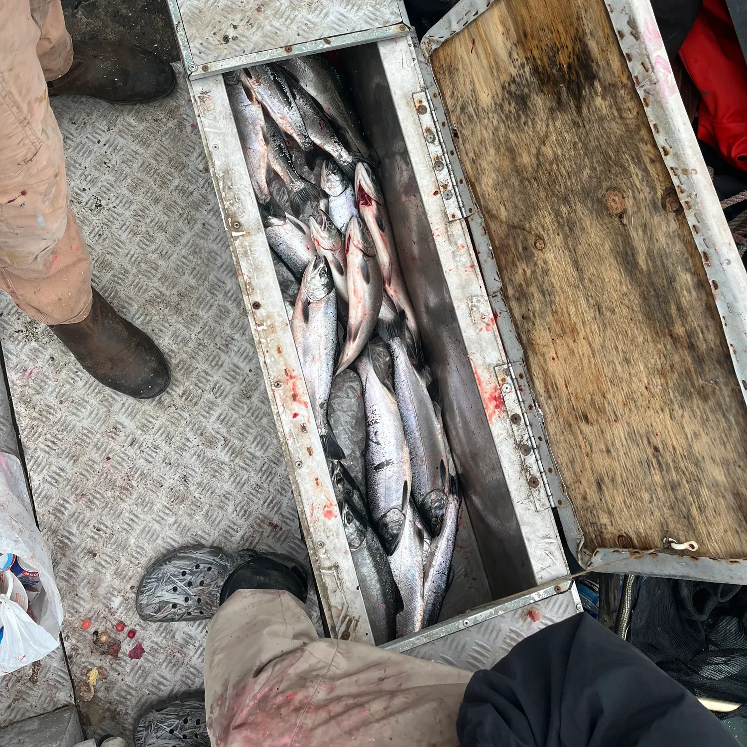 Coho salmon caught on Fishbrain