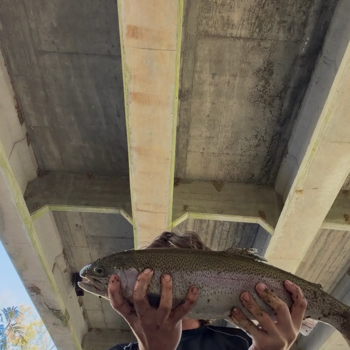 Rainbow trout caught on Fishbrain