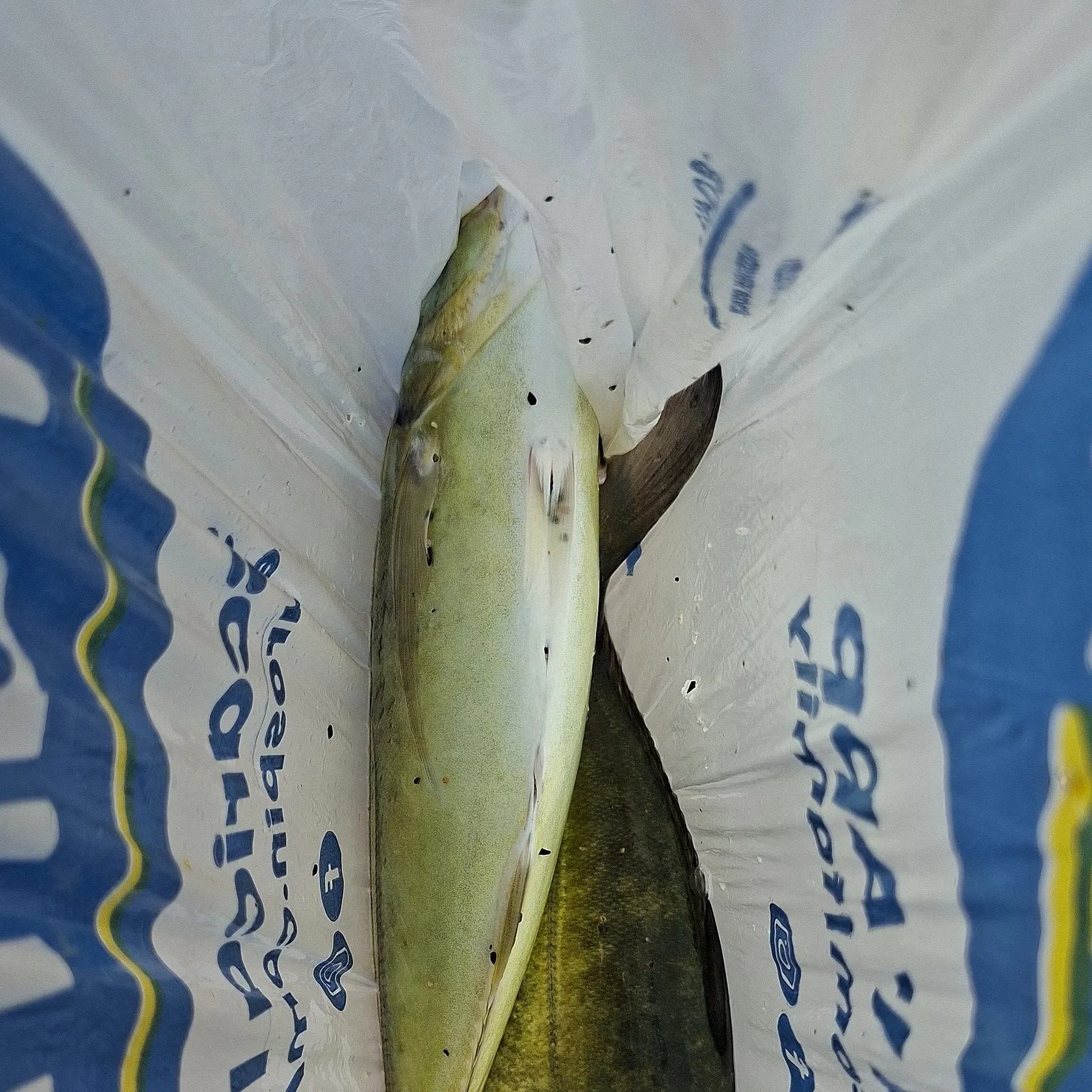 Blue runner caught on Fishbrain