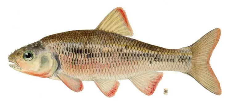 Baitfish