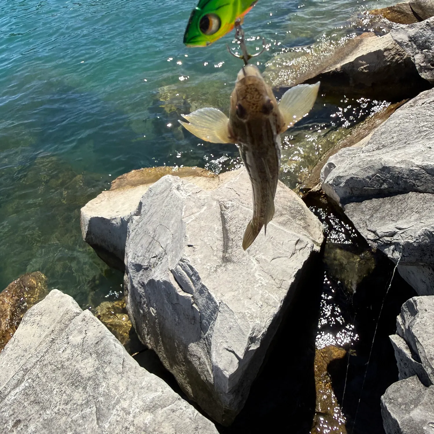 The most recent Round goby catches on Fishbrain