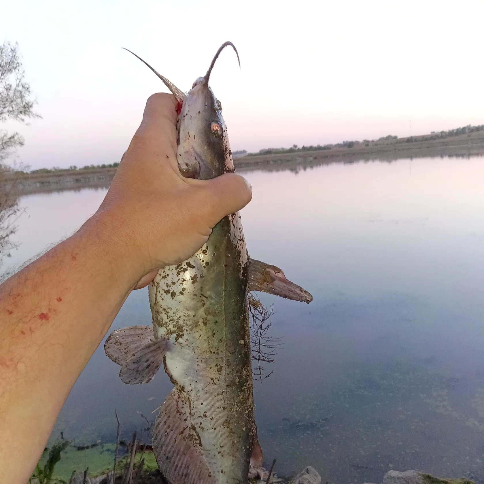 Channel catfish caught on Fishbrain