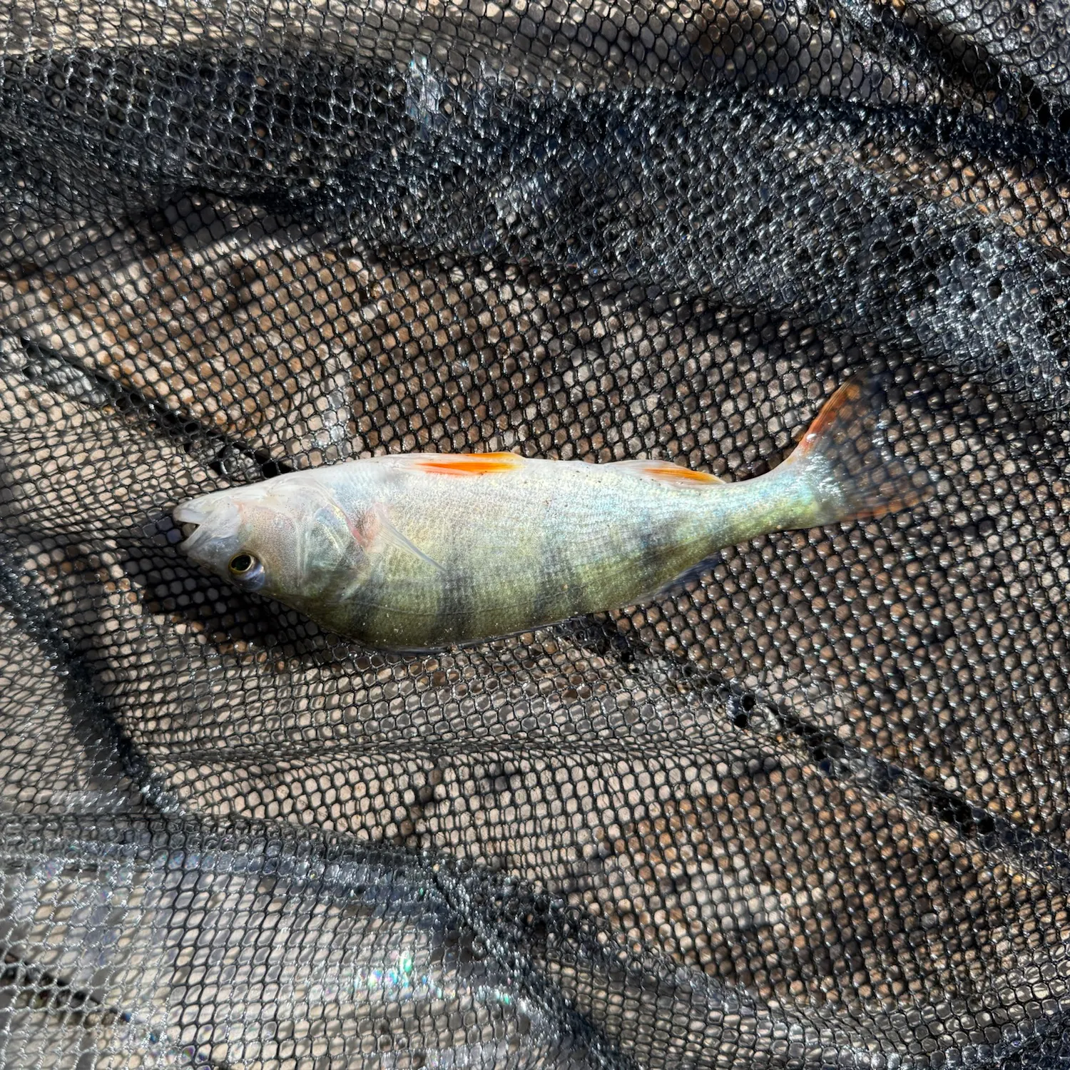 European perch caught on Fishbrain