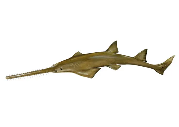 Smalltooth sawfish