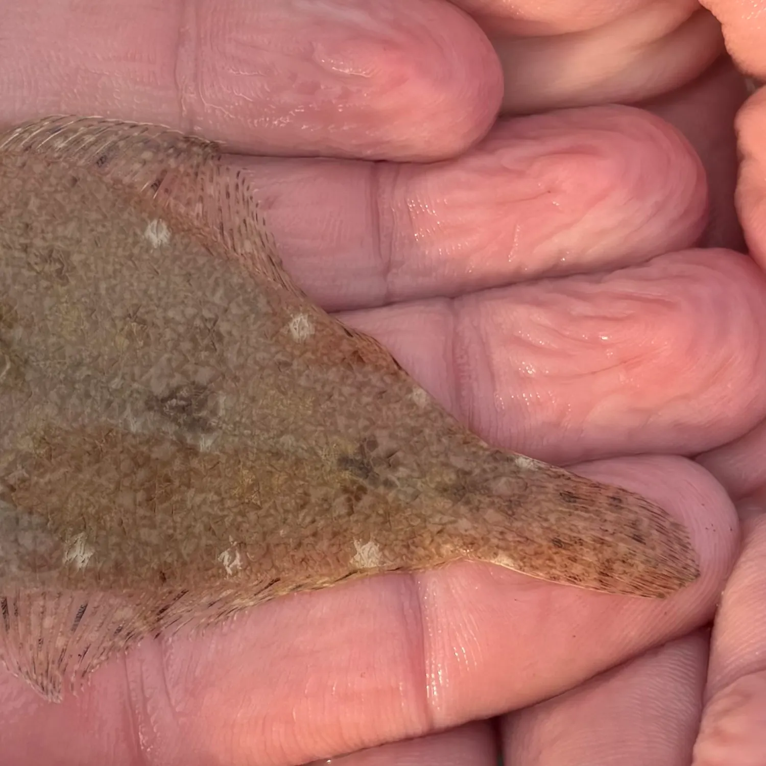 The most recent Smallmouth flounder catches on Fishbrain