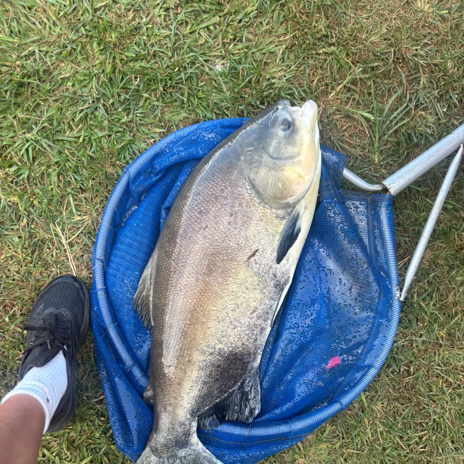 The most recent Black pacu catches on Fishbrain