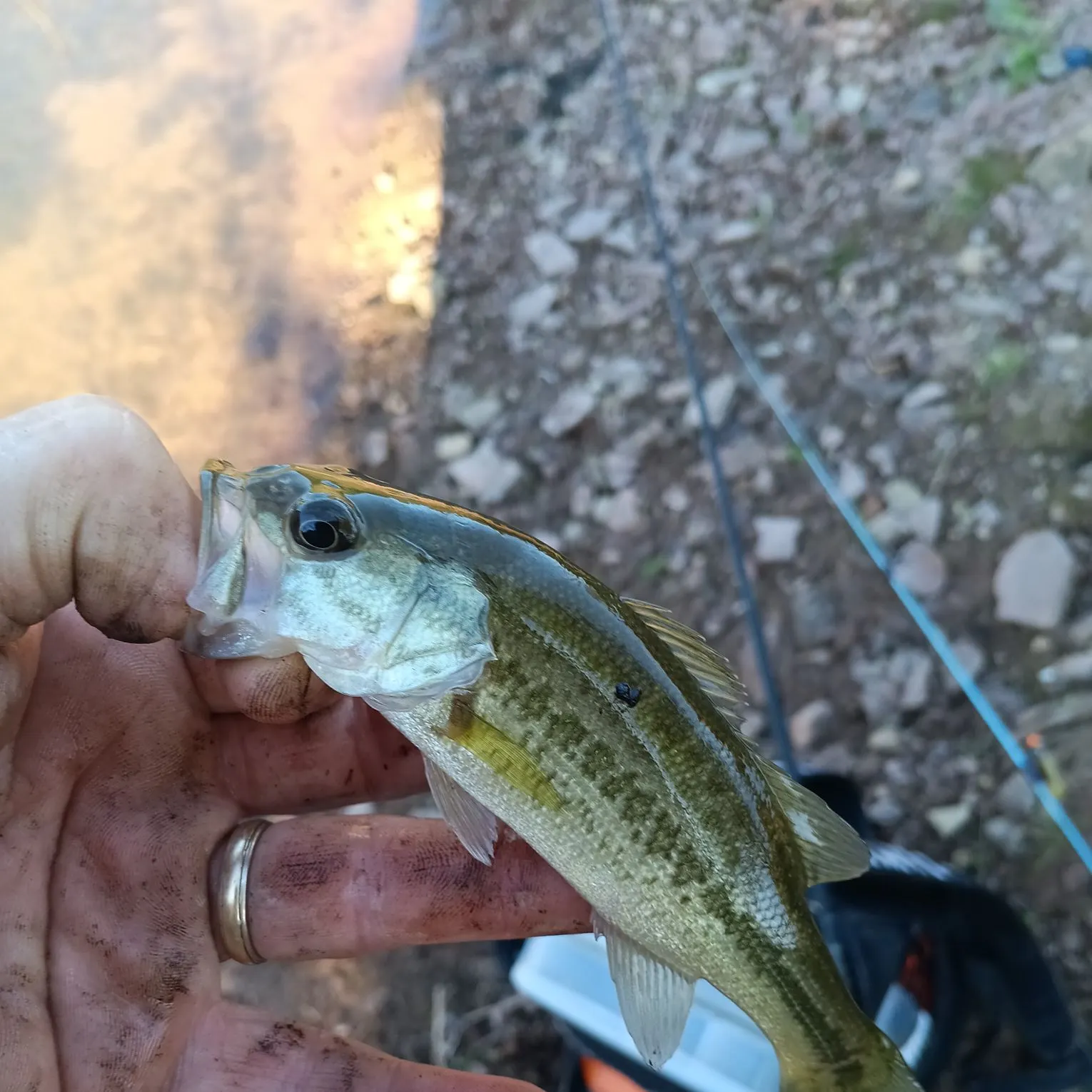 Largemouth bass caught on Fishbrain