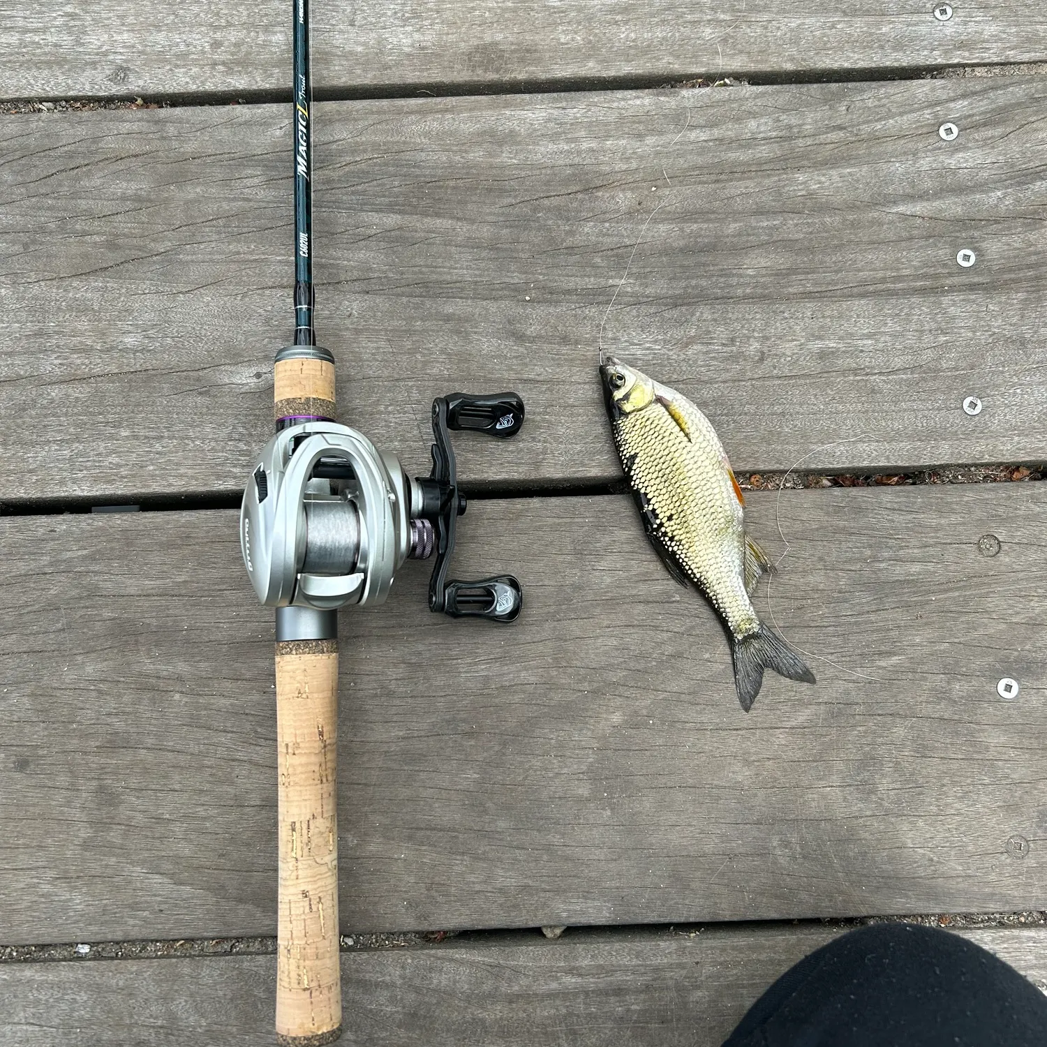 recently logged catches
