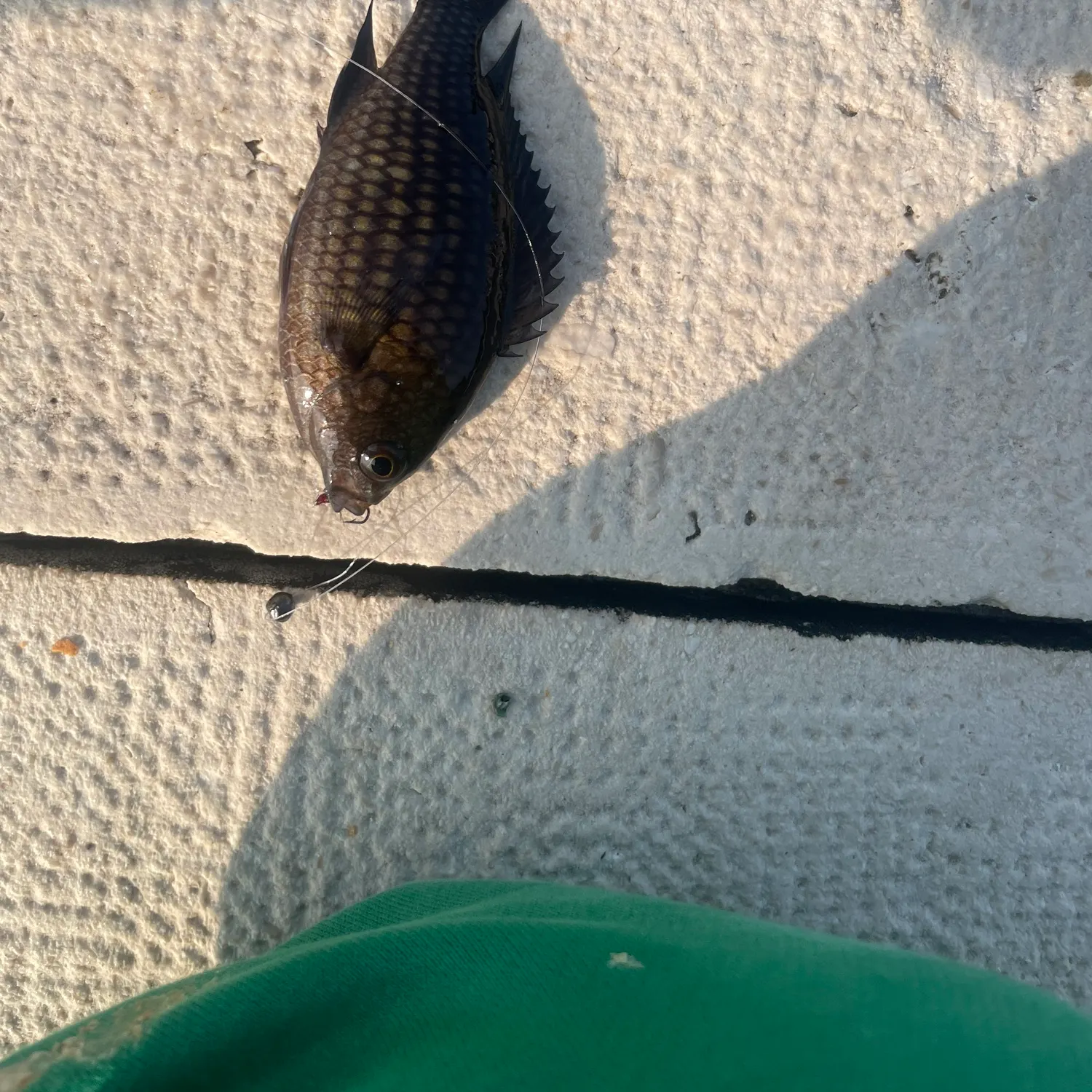 recently logged catches