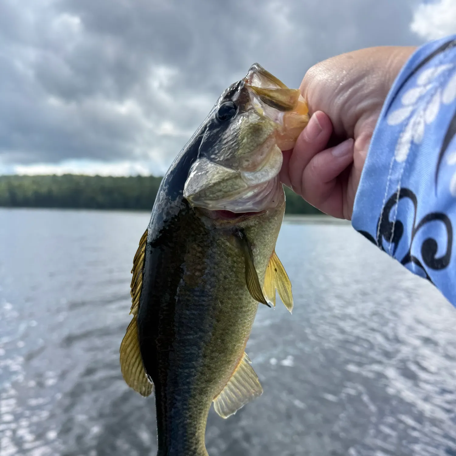 Largemouth bass caught on Fishbrain