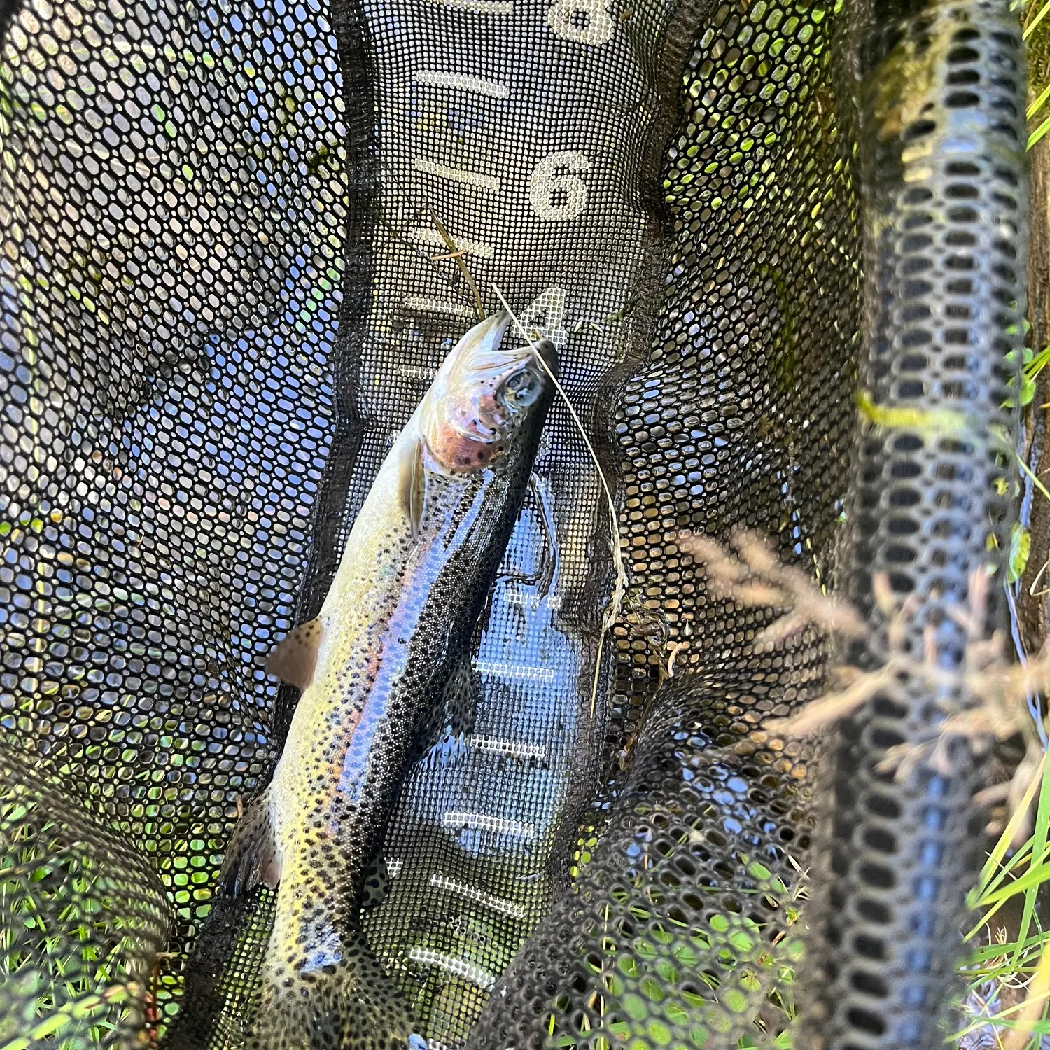 Rainbow trout caught on Fishbrain