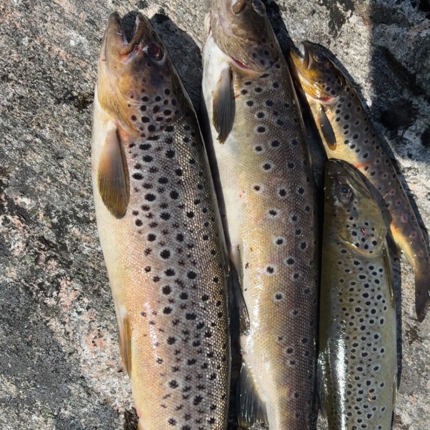 recently logged catches