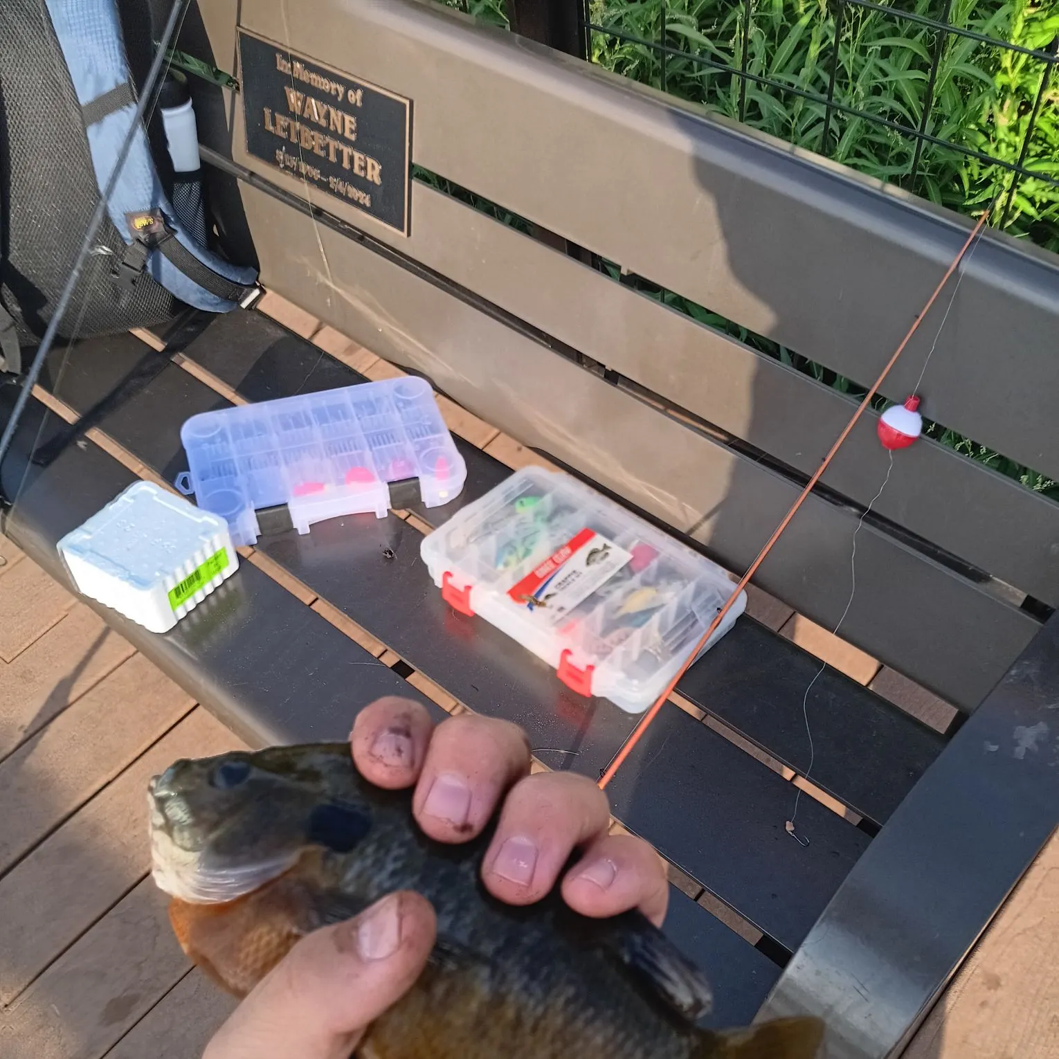 recently logged catches