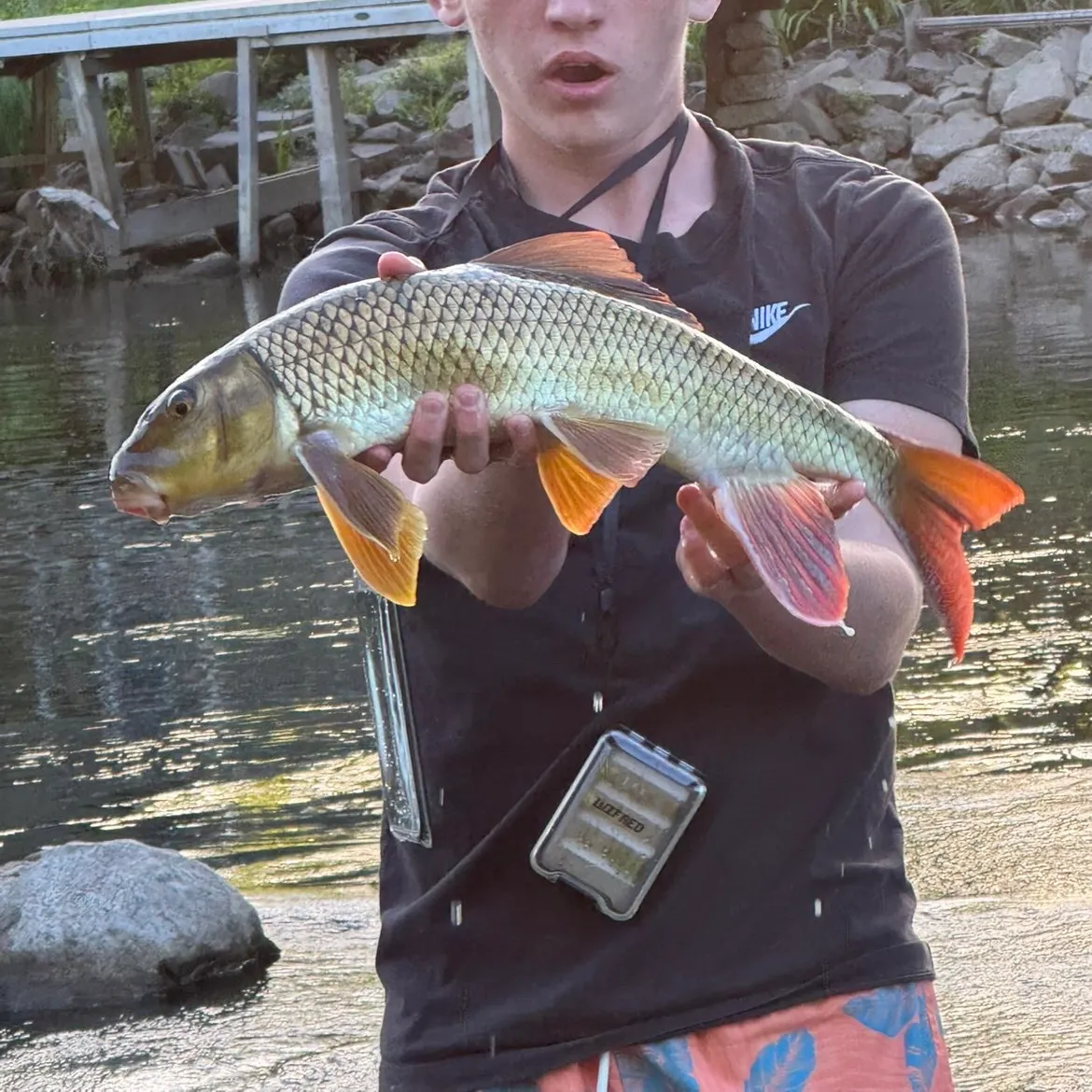 The most recent River redhorse catches on Fishbrain
