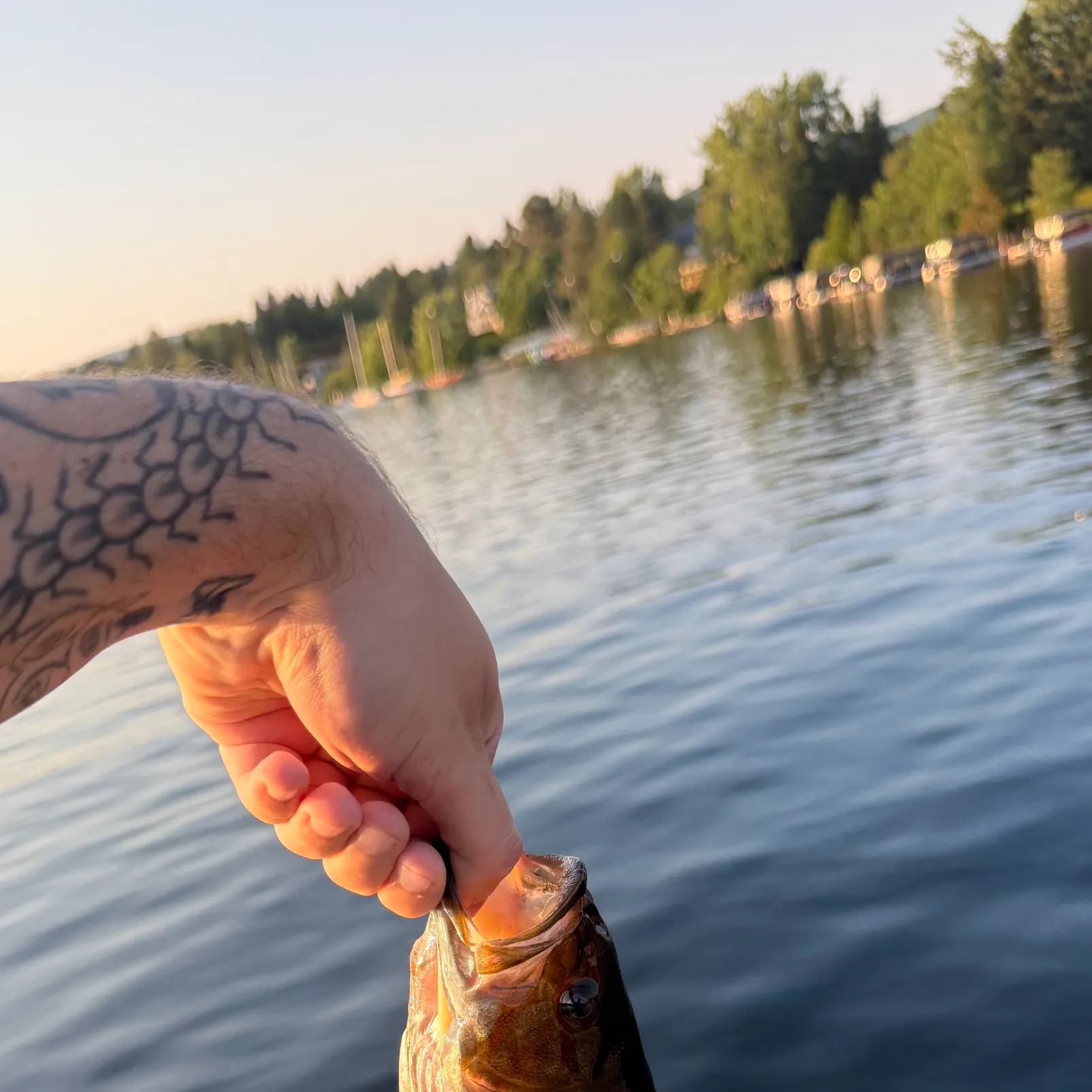recently logged catches