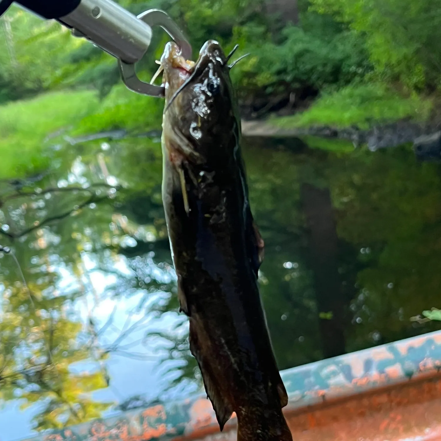 Black bullhead caught on Fishbrain