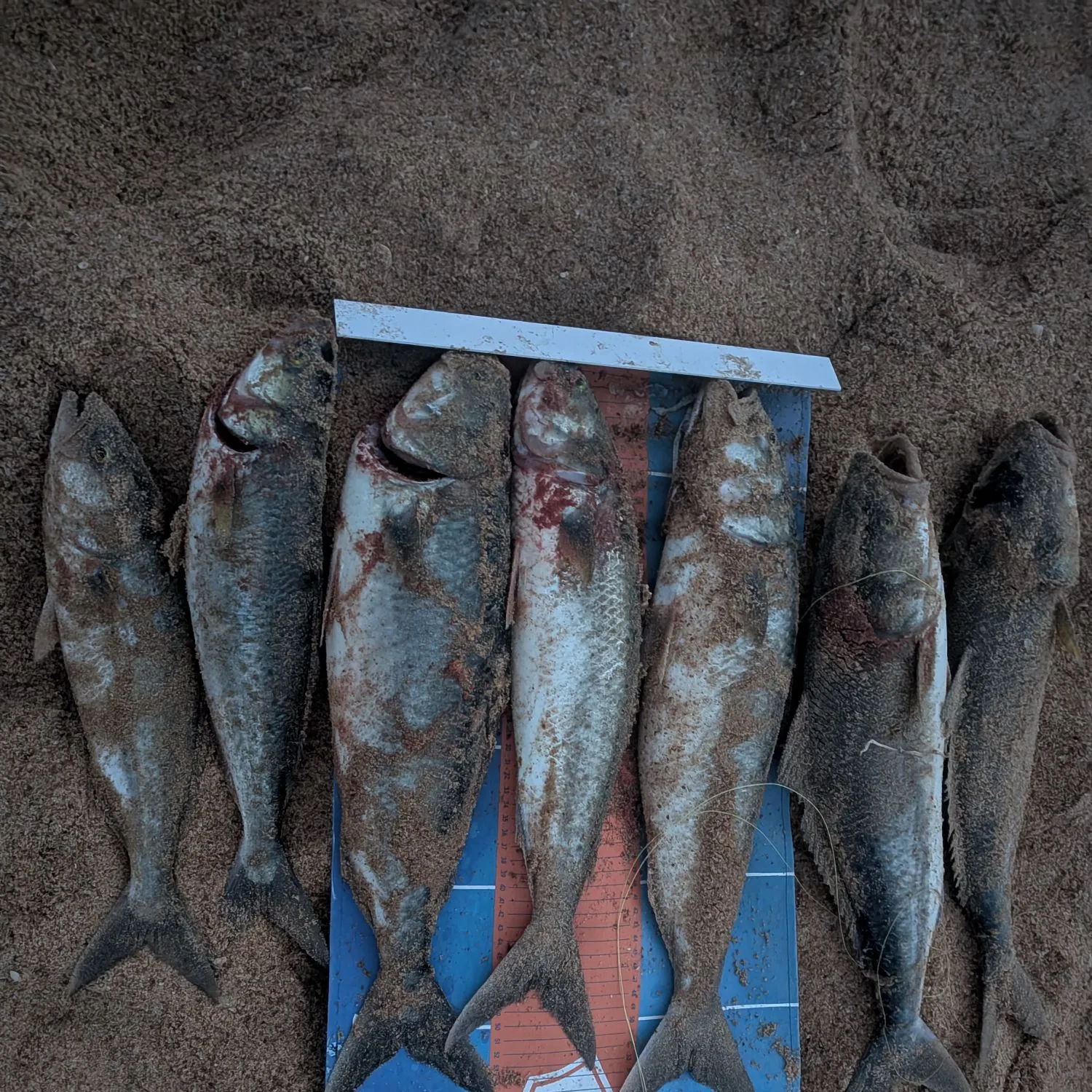 Eastern Australian salmon caught on Fishbrain