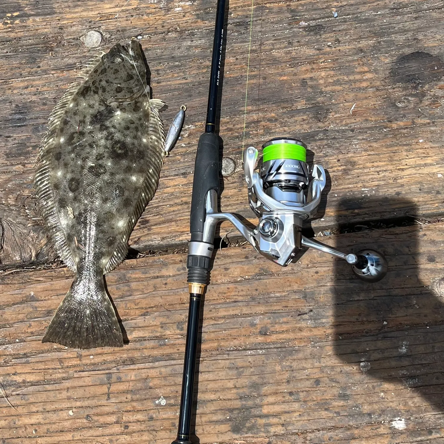 The most recent California halibut catches on Fishbrain