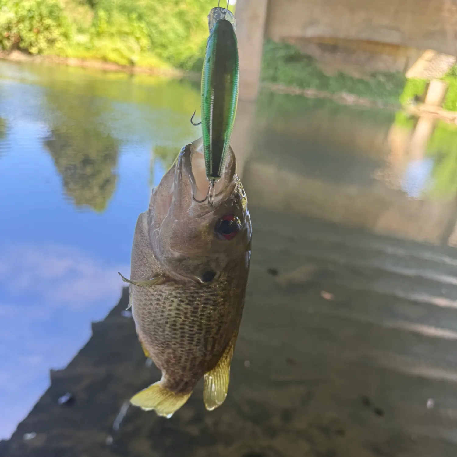 Rock bass caught on Fishbrain