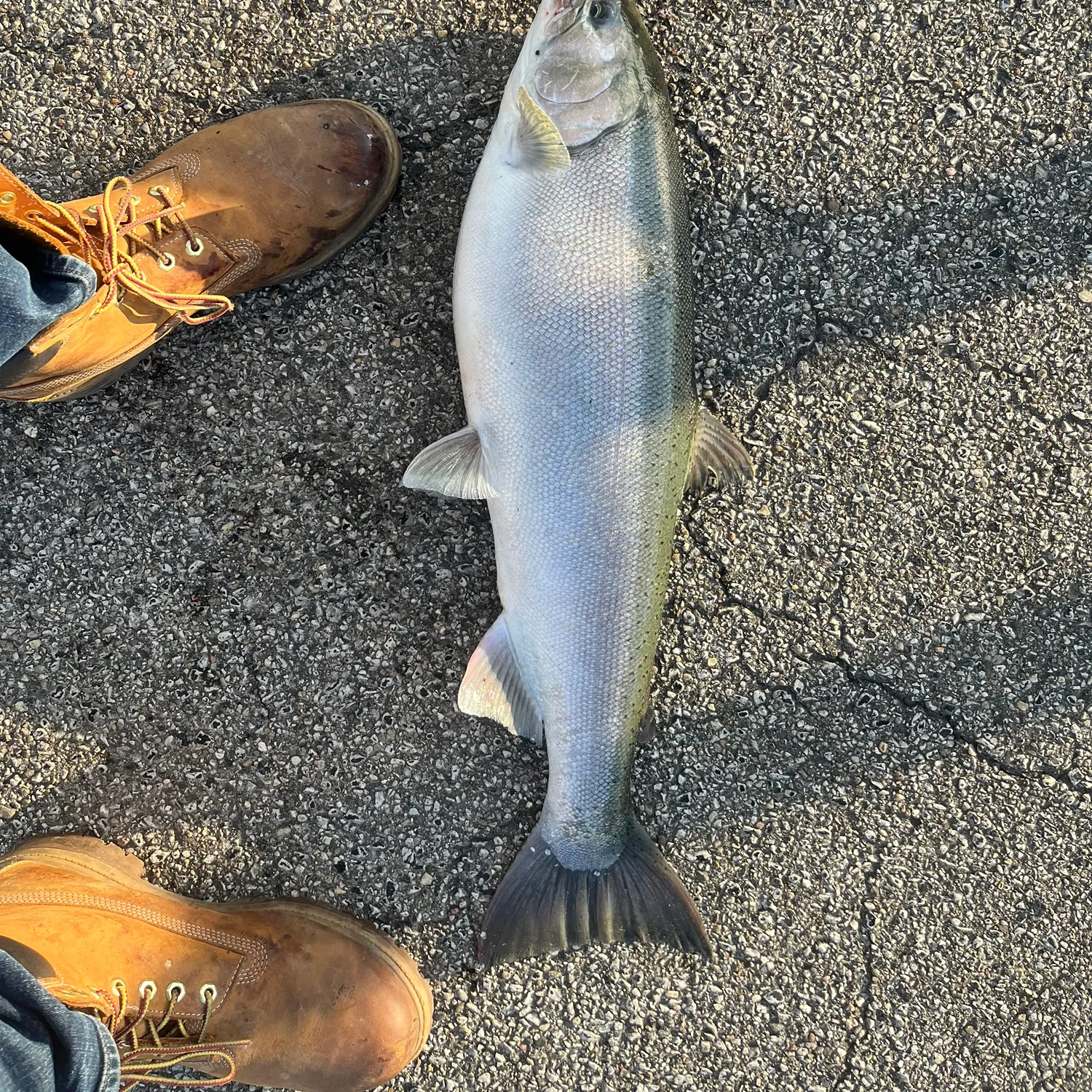 Coho salmon caught on Fishbrain