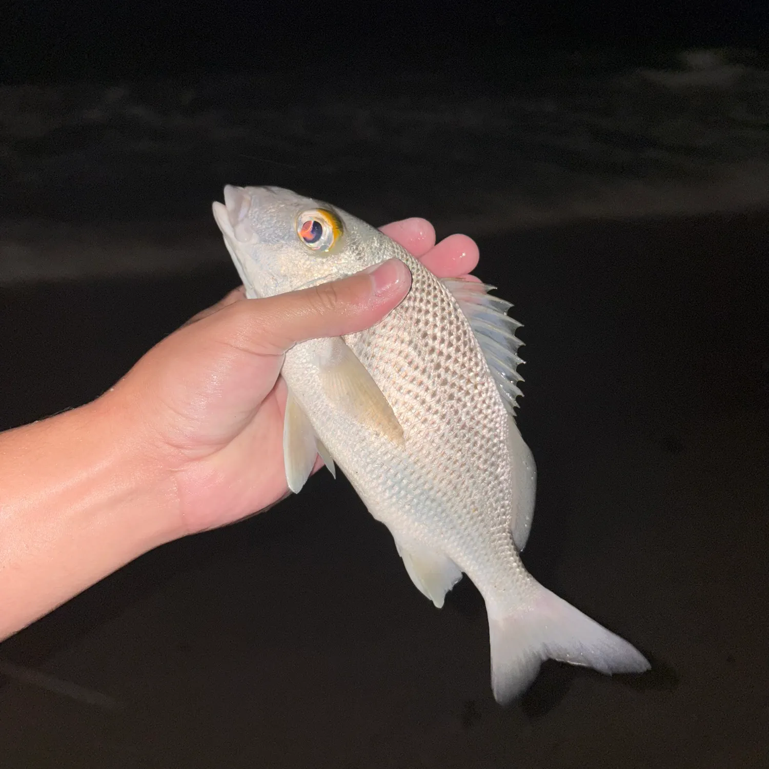 The most recent Tomtate grunt catches on Fishbrain