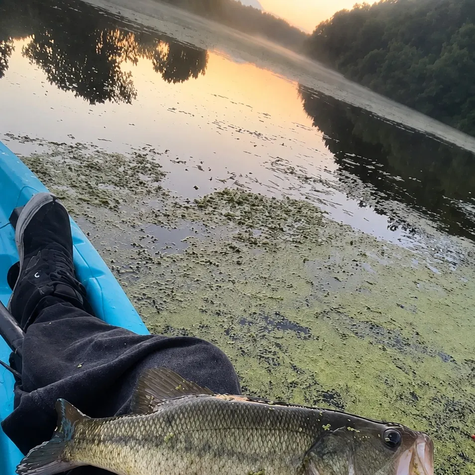 Largemouth bass caught on Fishbrain