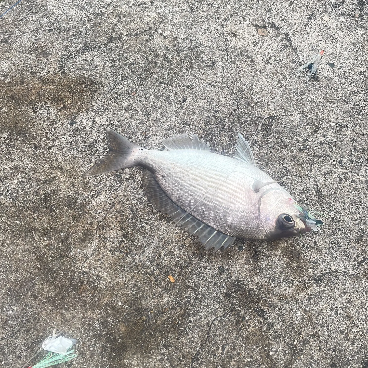 The most recent Black seabream catches on Fishbrain
