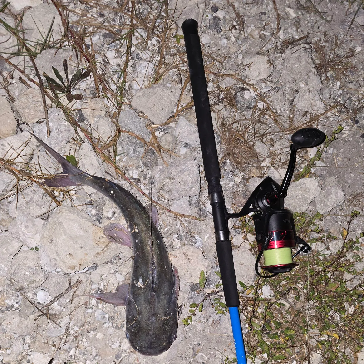 The most recent Flathead catfish catches on Fishbrain