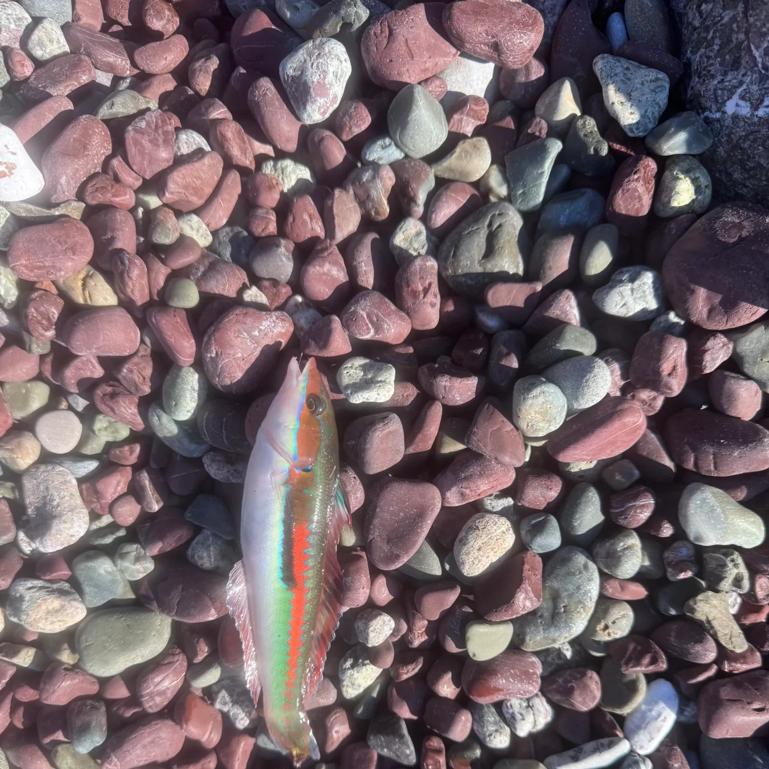 The most recent Ornate wrasse catches on Fishbrain