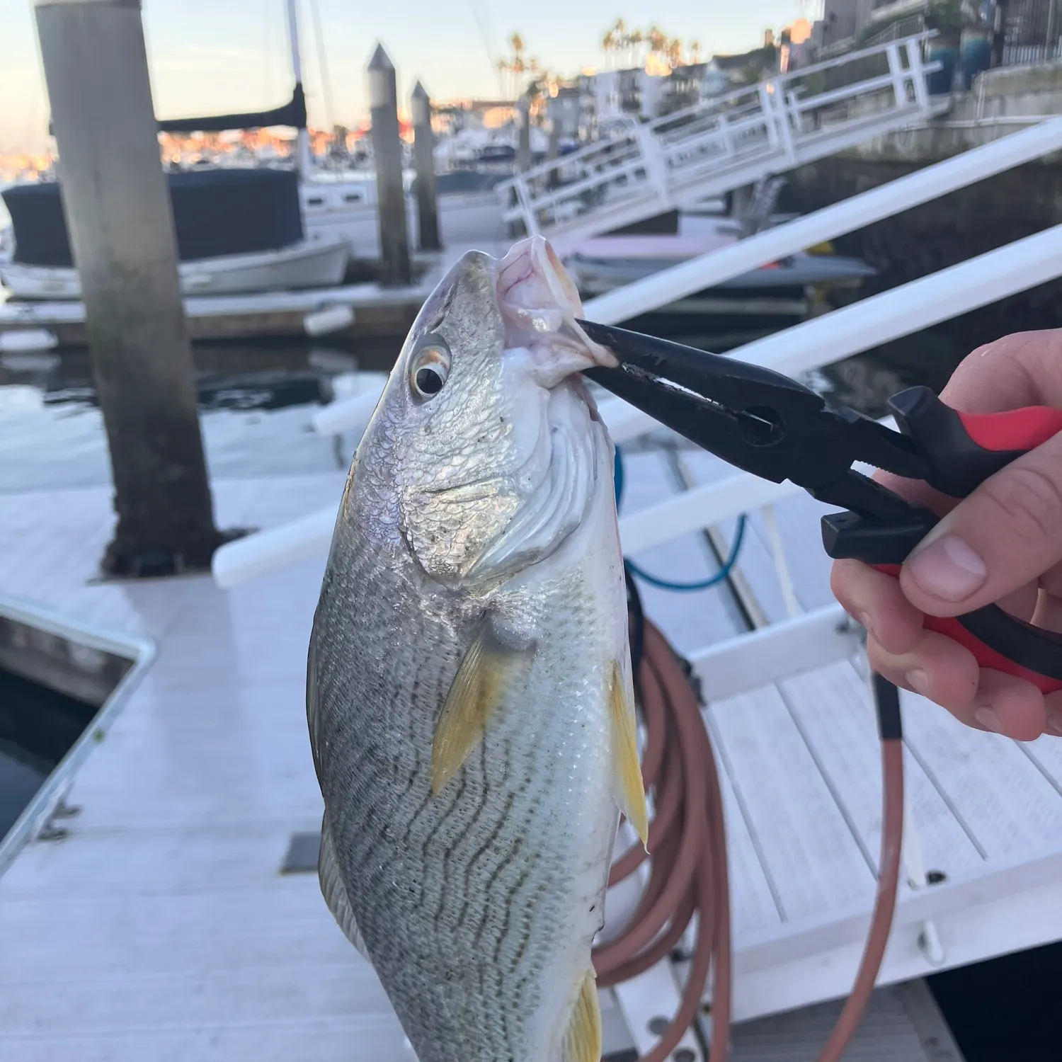 The most recent Yellowfin croaker catches on Fishbrain