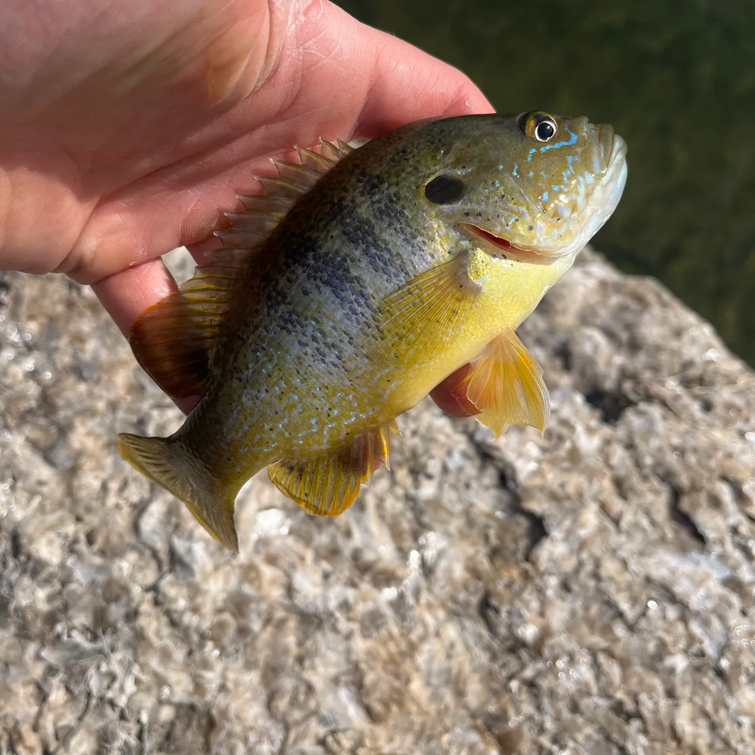 Green sunfish caught on Fishbrain