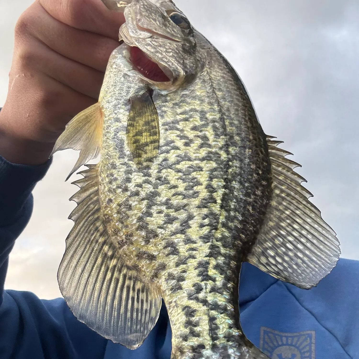 Black crappie caught on Fishbrain
