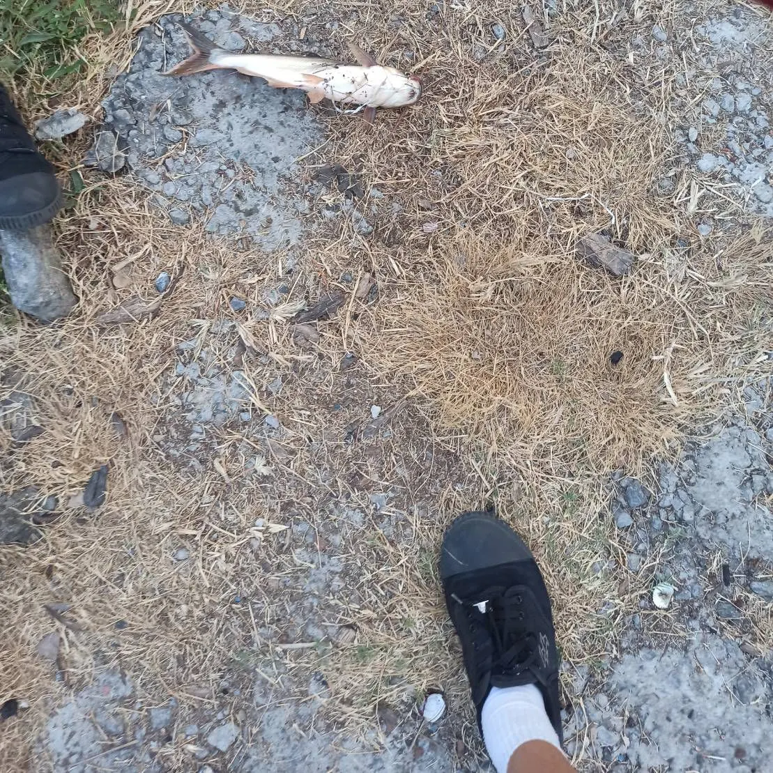 The most recent Mekong giant catfish catches on Fishbrain