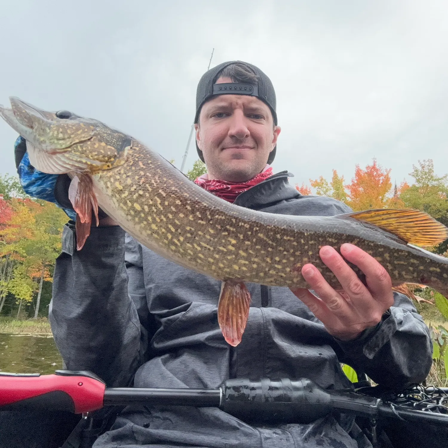Northern pike caught on Fishbrain