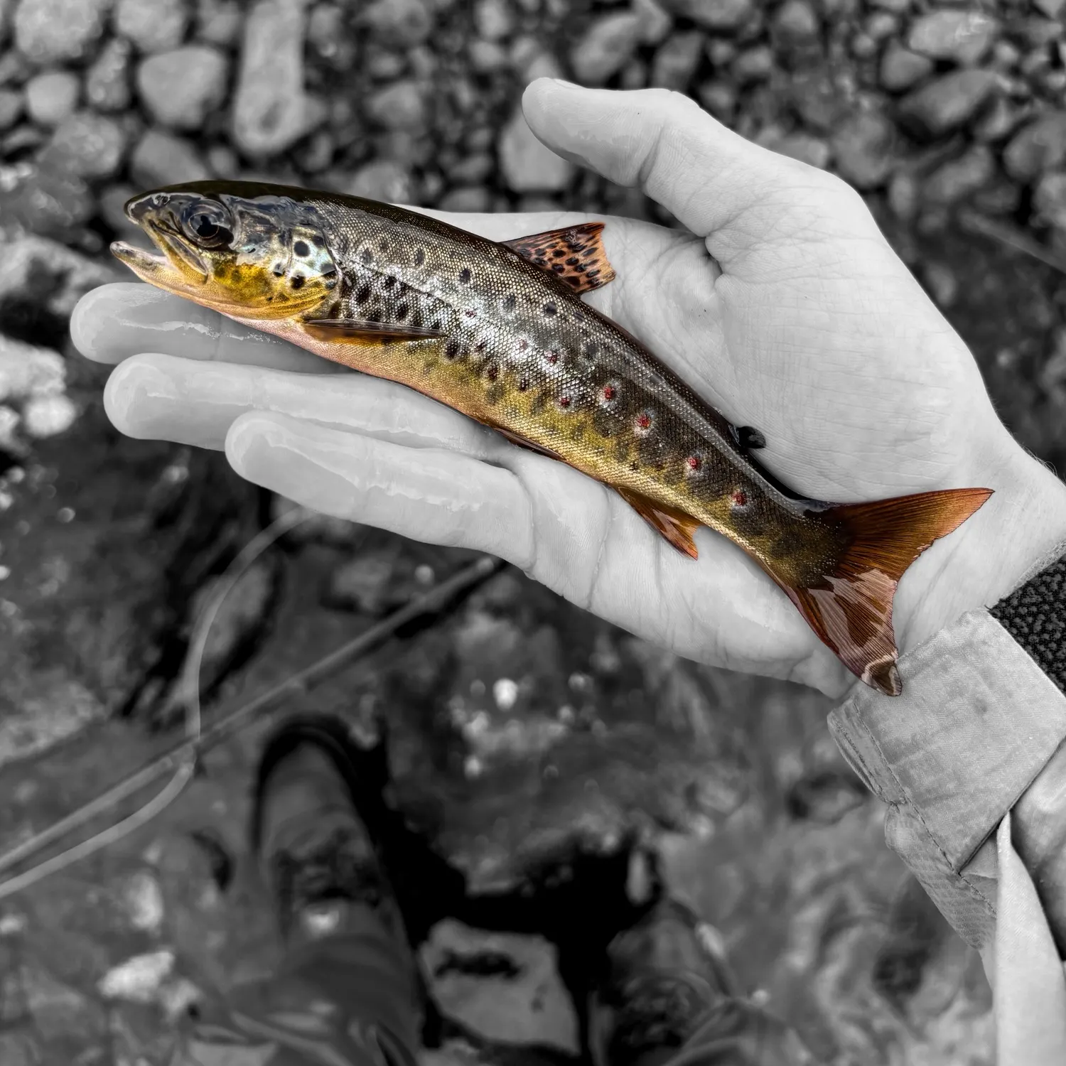 Brown trout caught on Fishbrain