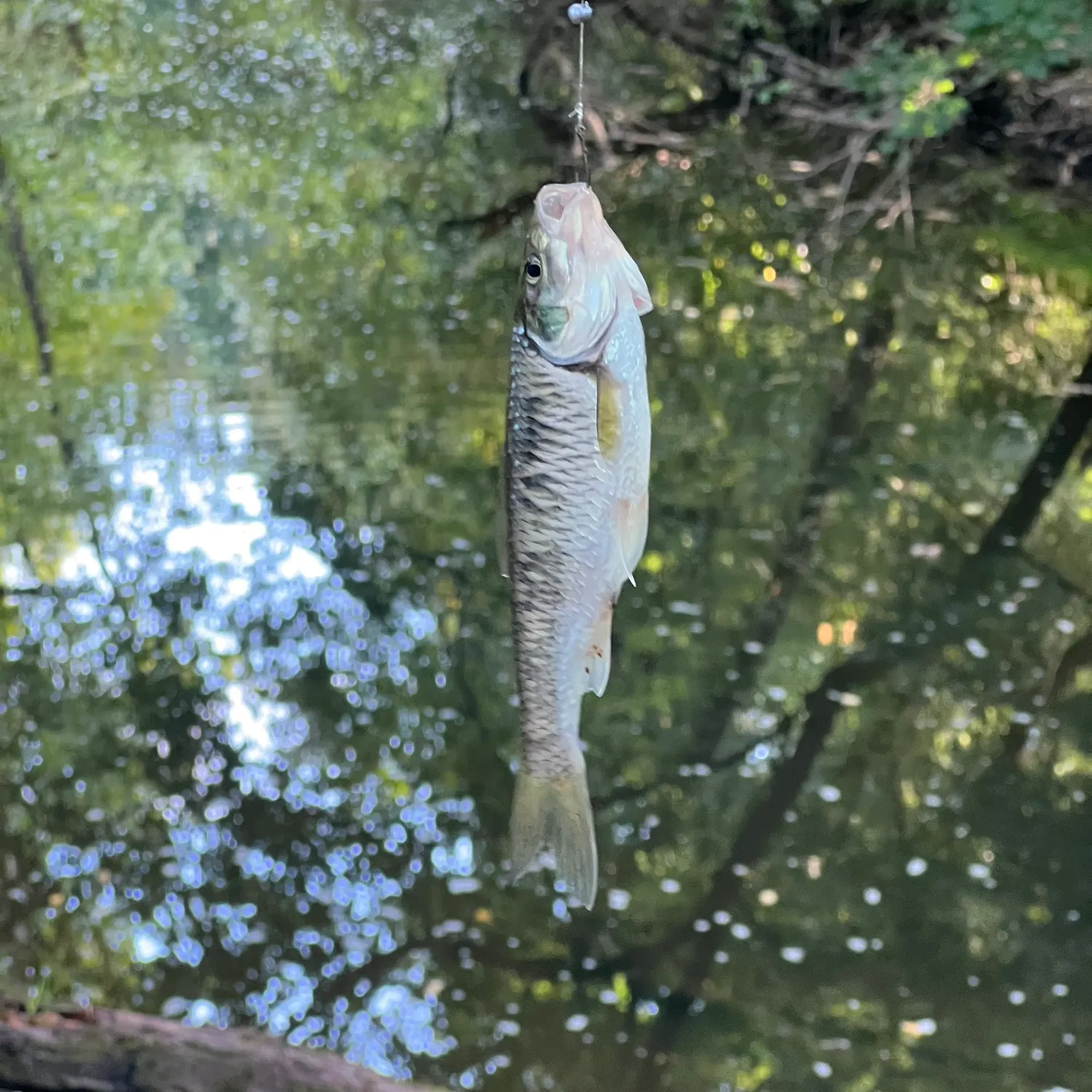 Striped shiner caught on Fishbrain