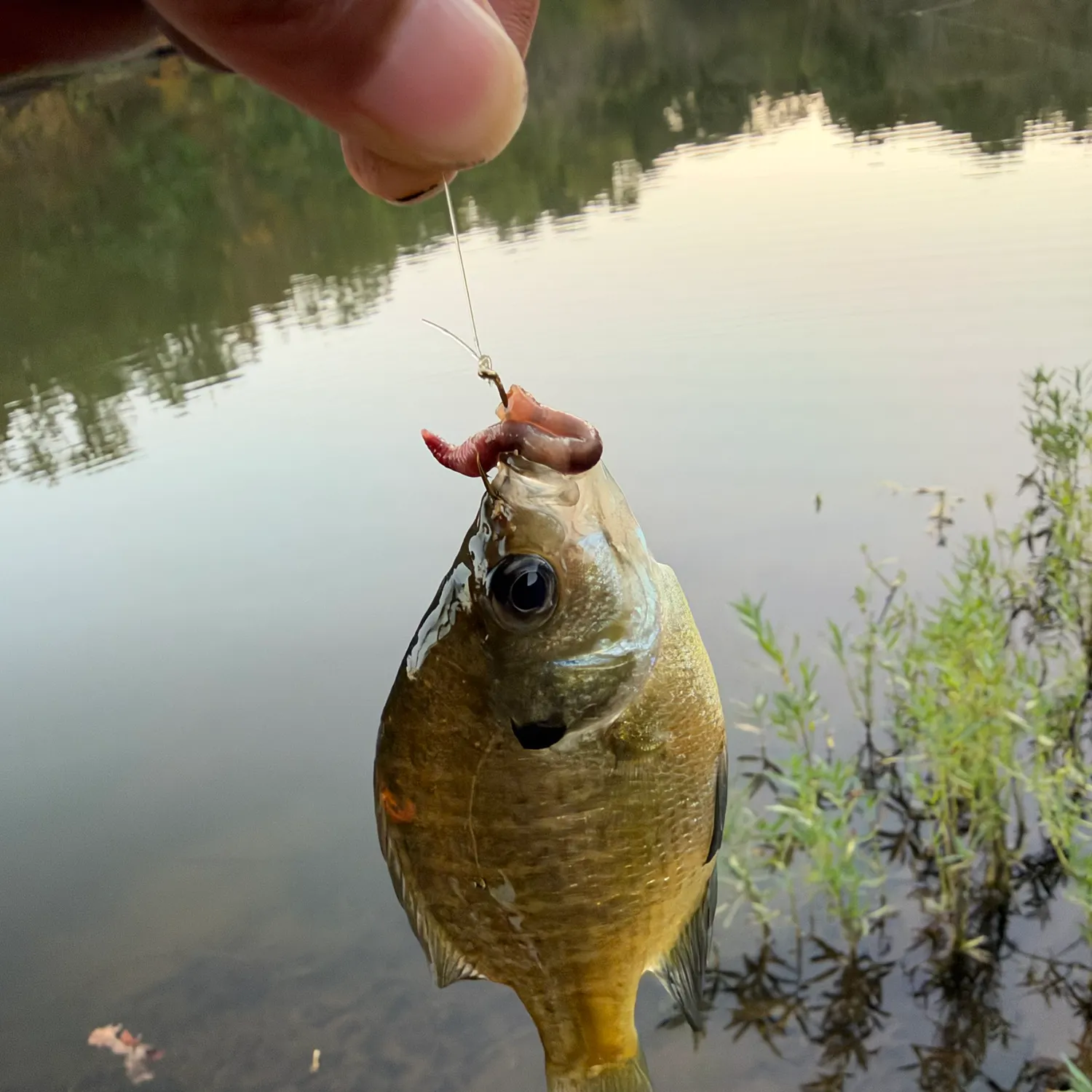 Bluegill caught on Fishbrain