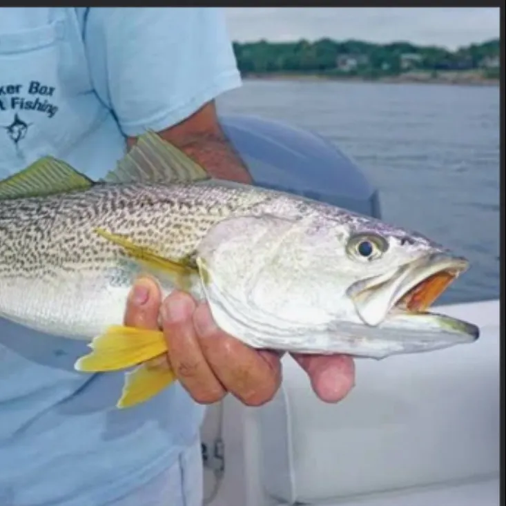 The most recent Gray weakfish catches on Fishbrain