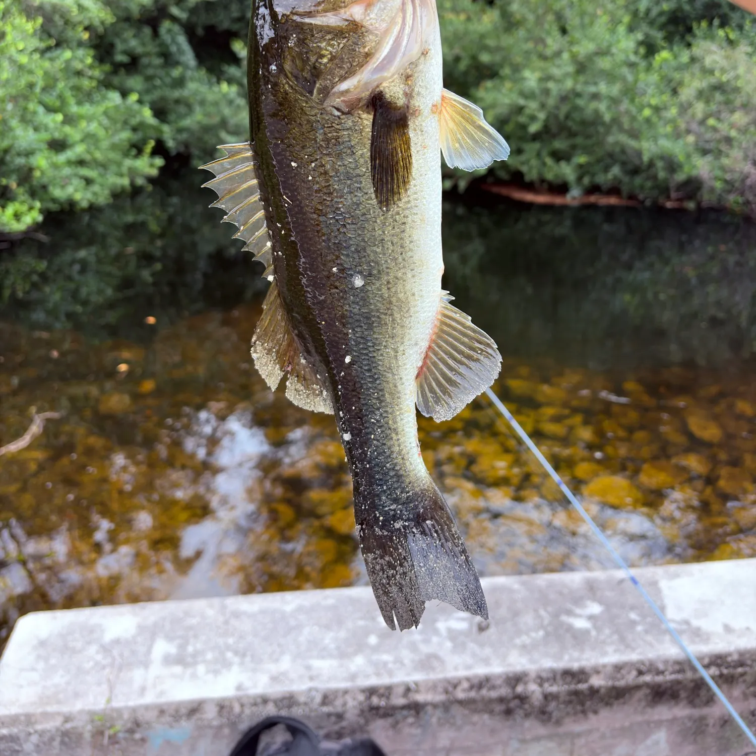 The most recent Florida bass catches on Fishbrain