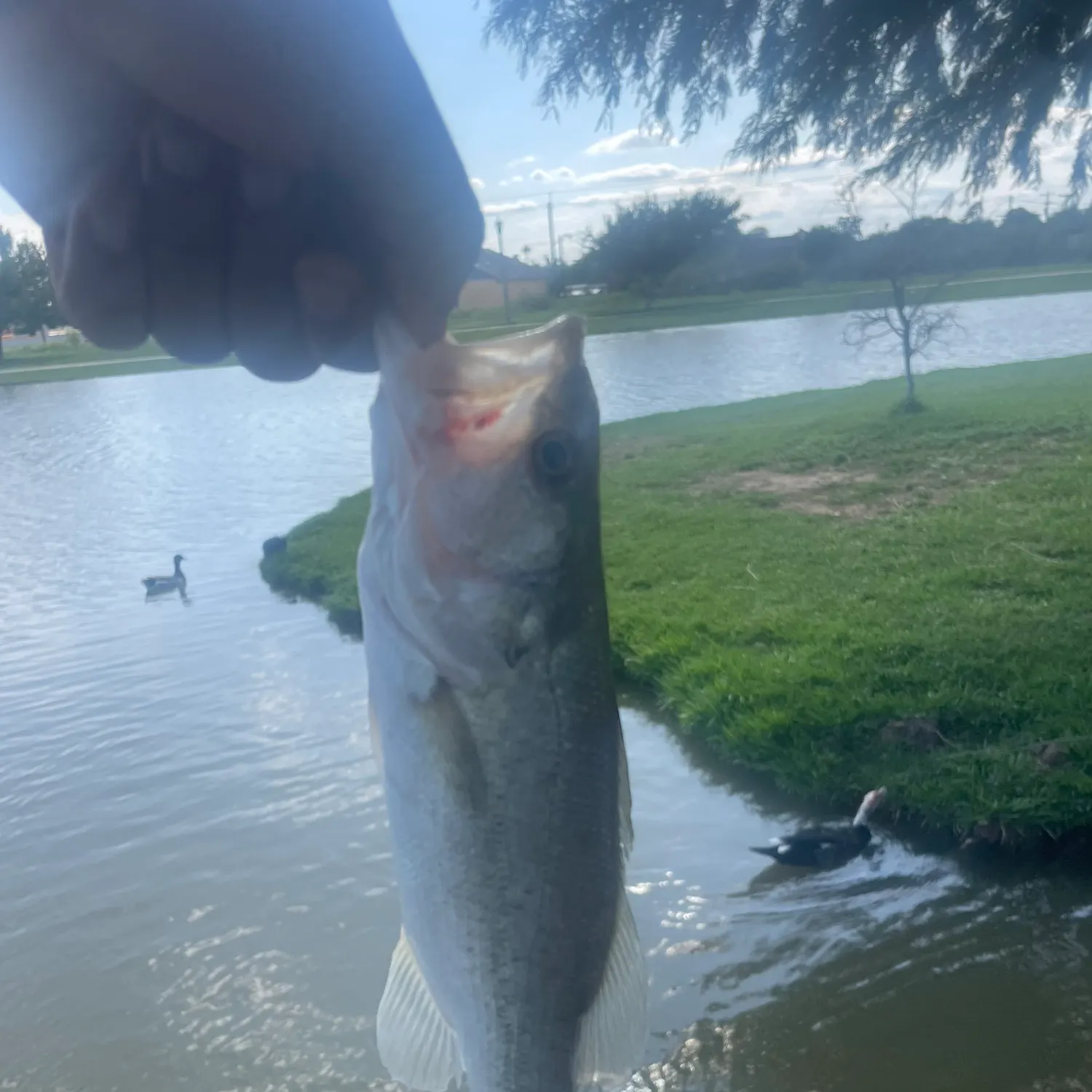 catch