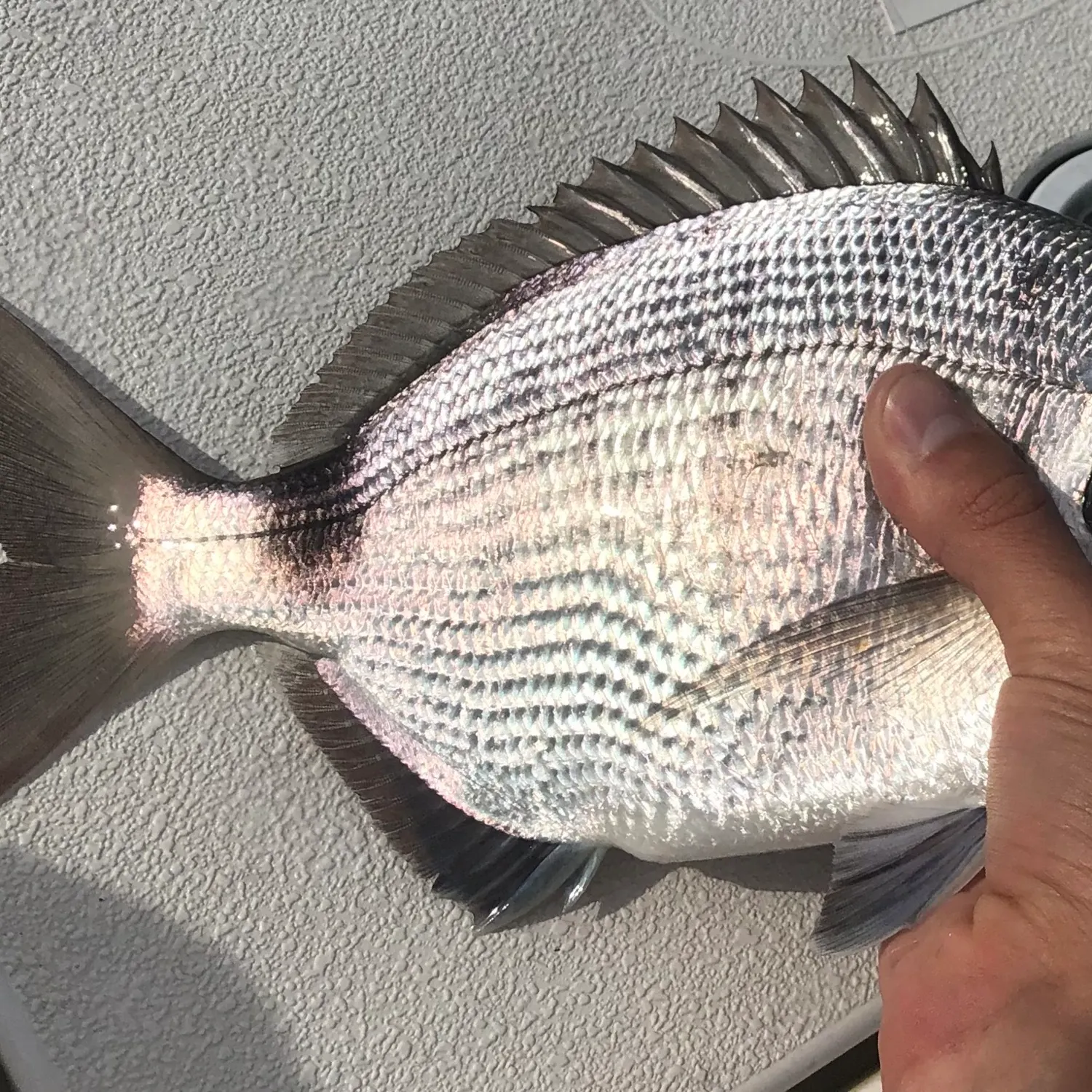 The most recent Spottail seabream catches on Fishbrain