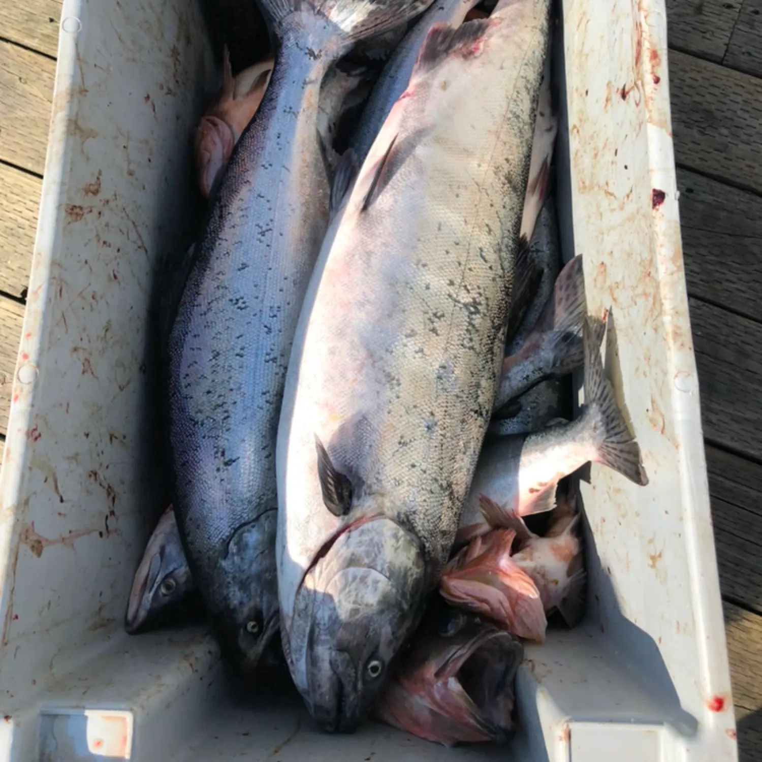 recently logged catches