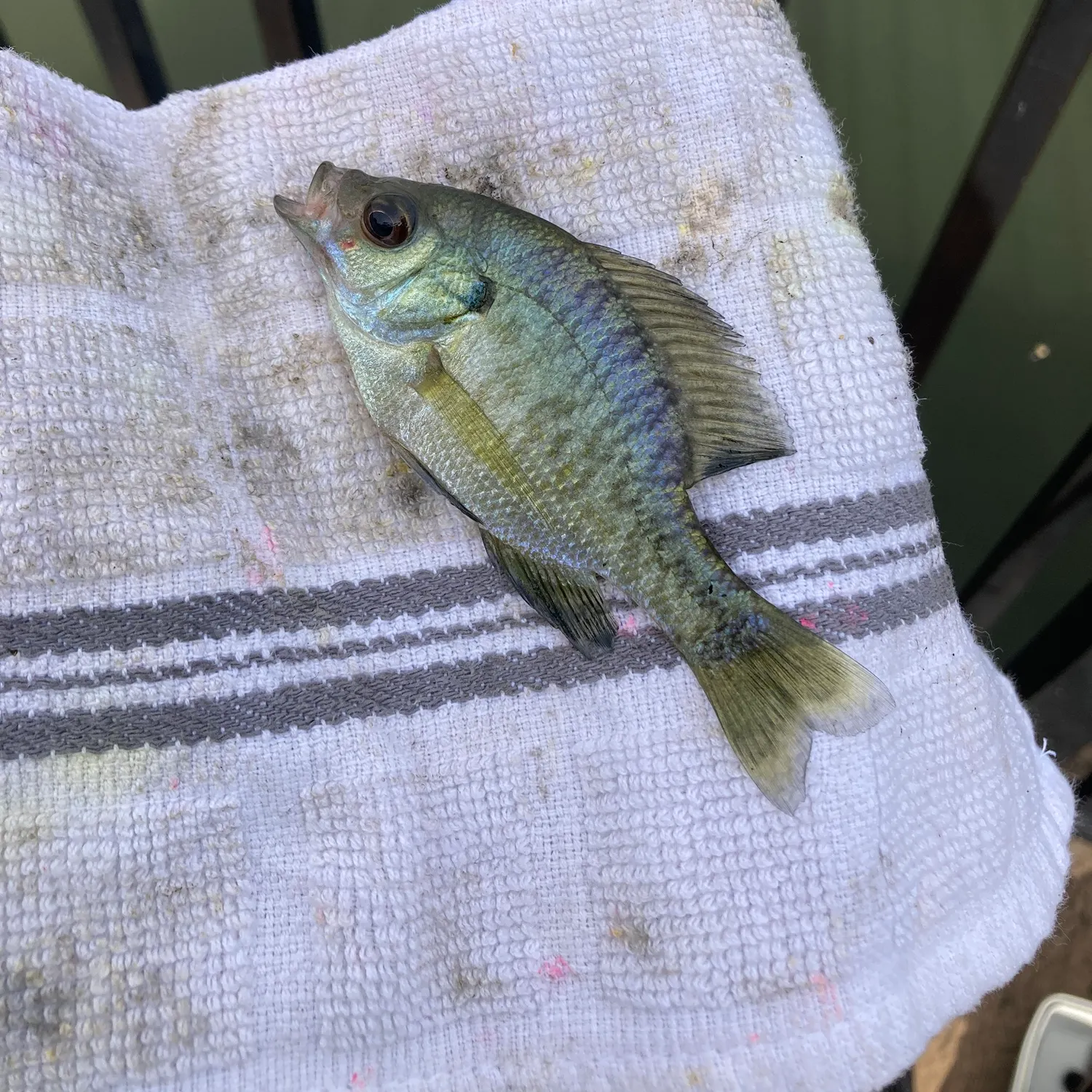 Bluegill caught on Fishbrain