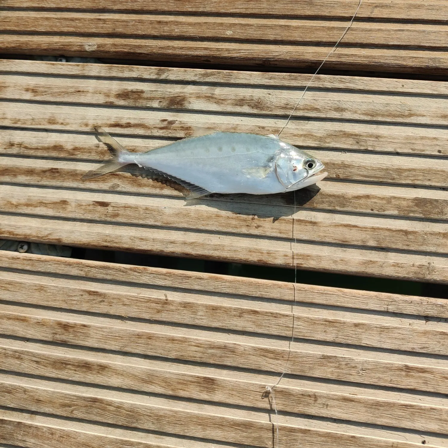 Talang queenfish caught on Fishbrain